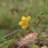 Chamaecrista mimosoides (L.) Greene